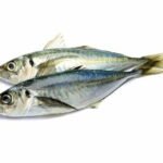 Gefrorene PFERDE-MACKERELS - Makero - WR 400-800g