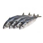 Frozen Mackerel Scubia | Titus 400-600g